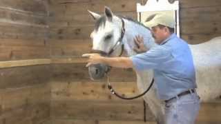 Horse Massage Help Your Horse using the Masterson Method® [upl. by Leisam]