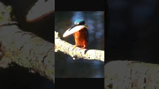 kingfisher catched big fish🐟🐟 birds fish shorts [upl. by Yancy]