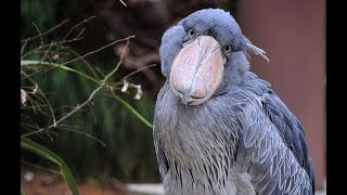 Shoebill  An Amazing Bird [upl. by Ydnor]