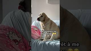 POV  QUAND TON CHIEN S’EST FAIT GRONDER ET QU’IL A INTÉRÊT A SE TENIR A CARREAU 😂😂 [upl. by Notsehc]