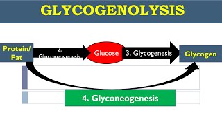 Gluconeogenesis  Glycogenolysis  Glycogenesis  Glucose Metabolism [upl. by Inness]