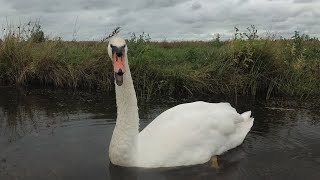 Angry swan doesnt like camera in Holland [upl. by Dlorrej646]