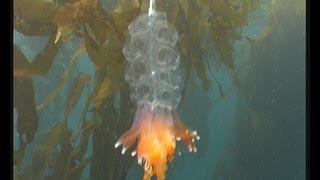 Siphonophores colonial jellyfish [upl. by Hoye]