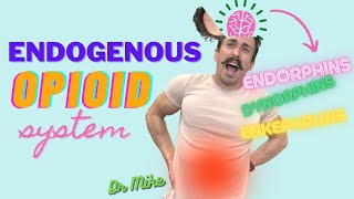 How your body releases endorphins  Endogenous Opioid System [upl. by Gnanmas]