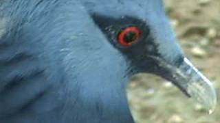 Victoria Crowned Pigeon attack  a close up view [upl. by Llenel294]