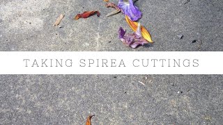 How to take Spirea cuttings [upl. by Litton]