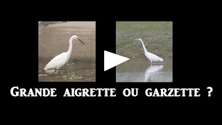 Grande aigrette ou Garzette [upl. by Yatnwahs570]