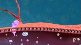 TLR System Bridge between Innate and Adaptive Immunity [upl. by Swayne928]