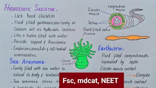 Hydrostatic skeleton class 12  hydrostatic skeleton in invertebrates [upl. by Frodin169]