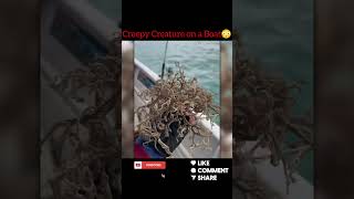 Creepy Things Caught on Camera  Creepy Videos Creepy Creatures Found in the Ocean creature movies [upl. by Ahsenor406]