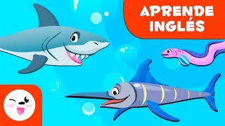 Animales vertebrados Los peces EN INGLÉS  Ciencias naturales para niños [upl. by Khalid]