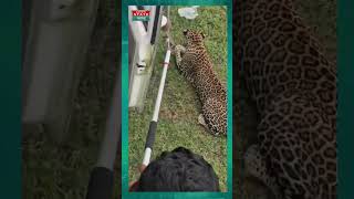 Pune Shirur leopard News  शिरूर गावांत बिबट्याची दहशत परिसरातील नागरिकांमध्ये घबराट वाढली [upl. by Tamma688]