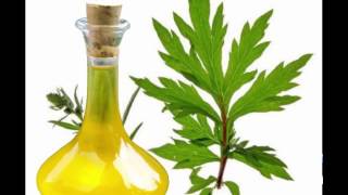 Mugwort Oil Benefits [upl. by Gnohp]