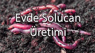 Organik Solucan Gübresi Üretimi Nasıl Yapılır [upl. by Larina]