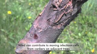 Fire blight and cankers [upl. by Judson]