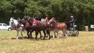 North Carolina Work Horse and Mules Association State Championship Plowing Contest 2013 [upl. by Sivie565]