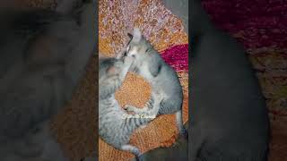 Cat fighting video  Cat fighting sound  Cat videos shorts yourubeshorts funwithanimals cat [upl. by Enowtna2]