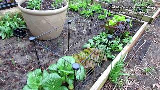 Gardening 101 Ep6 Staking Trellising Growing Vertically amp Examples [upl. by Shumway]