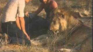 CHRISTIAN THE LION HOME NOW  originalmov [upl. by Neelhtac]