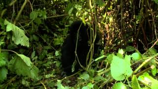 Gorilla Trekking in Congo DRC Rare Footage  Silverback Mountain Gorillas [upl. by Ramu]