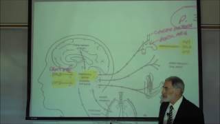 RESPIRATORY PHYSIOLOGY REGULATION OF BREATHING by Professor Fink [upl. by Rochester]