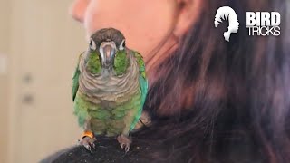 Green Cheek Conure Training Basics  Cricket the Conure [upl. by Malloy]