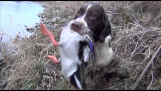 Springer spaniel duck hunting [upl. by Ronnica]