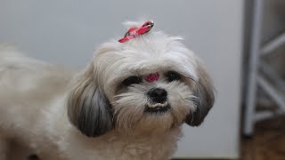 Cachorro Shihtzu passeando pela praia [upl. by Ynaffyt351]