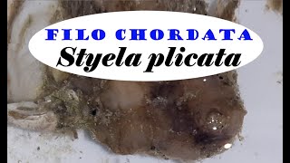 Styela plicata  Ascidia  Filo Chordata [upl. by Myrwyn]