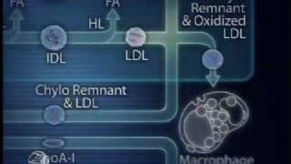 Physiology of Lipoprotein Metabolism [upl. by Filberte177]