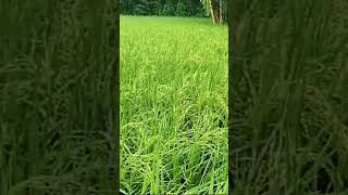 Field Image of High Yielding New Paddy Variety  quotSukumarquot KharifPaddyagriculture short [upl. by Yojal]