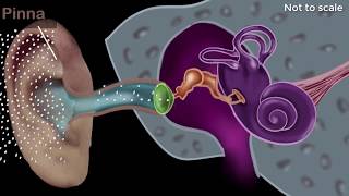 Human ear  structure amp working  Sound  Physics  Khan Academy [upl. by Emile]