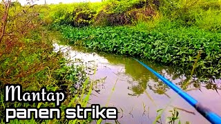 REJEKI YANG GAK DI SANGKA  MANCING DI SELOKAN IRIGASI SAWAH BISA PANEN STRIKE [upl. by Wrightson649]