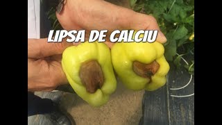 Carența lipsa de calciu la ardei tratamente sfaturi practice [upl. by Schifra740]