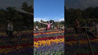 Tesselaar KaBloom Flower Festival Highlight 9  Silvan VIC Australia [upl. by Kelda510]