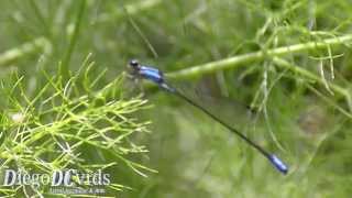 Archibasis oscillans  Blue Damselfly  Libélula azul Zygoptera Coenagrionidae Enallagma species [upl. by Also]