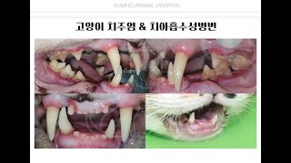 6살 고양이의 치아흡수 및 치주염으로 인한 발치광주 치과동물병원 금호 [upl. by Wendi]