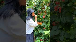 Picking Blackberry From Garden satisfying shot [upl. by Christoffer65]