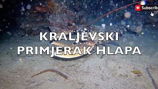 KRALJEVSKI PRIMJERAK HLAPA  PODVODNI HD VIDEO [upl. by Julieta]