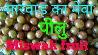 पीलु का पेड़  जाल का पेड़  Peelu Tree  miswak Tree  peelu fruit benefits  miswak ke fayde [upl. by Hayidan]