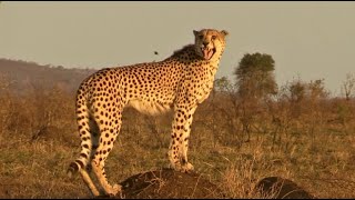 Sounds of a Cheetah Chirping  Cheetah Chirp Sounds  Acinonyx jubatus Sounds [upl. by Nolyarg]