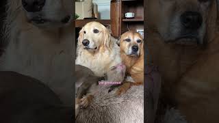 Skinny Foster Puppy Cant Stop Cuddling Up To Golden Retriever  The Dodo [upl. by Revolc]