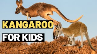 Kangaroo Facts for Kids Learn About the Amazing Marsupial [upl. by Hiltner]