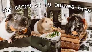 I RESCUED 3 GUINEA PIGS [upl. by Amrita]