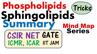 Phospholipid and sphingolipid [upl. by Gypsy]