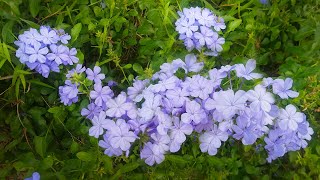 Blue Plumbago Plant Plumbago auriculata [upl. by Rumilly690]