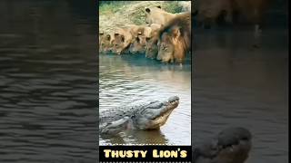 Lions Risky Sip Drinking Water Near a Deadly Crocodile [upl. by Ramos]