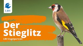 Der Stieglitz Carduelis carduelis Steckbrief  Gesang Vogelarten kennen lernen mit den Experten [upl. by Carlick]