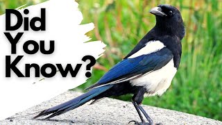 Things you need to know about MAGPIES [upl. by Atiram]