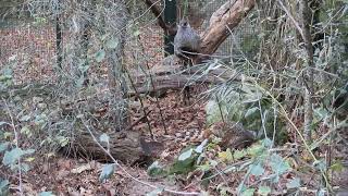 Naturalistic aviary furnishings amp habitat recreation for cheer pheasant Catreus wallichii [upl. by Irakuy]